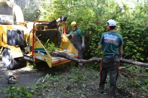 tree services Lake Santee